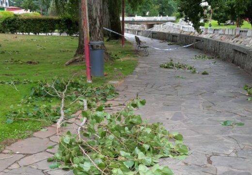 O crecente risco de rotura e caída de pólas obriga a substituír por outras árbores os chopos do Parque do Anllóns